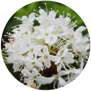 Labrador Tea (Ledum groenlandicum) Essential Oil